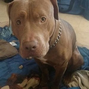 Meet your Posher, Dylan